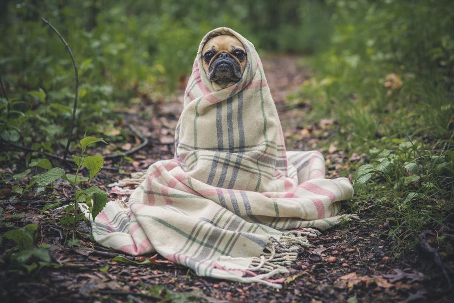 Hundedecke Style coole Decke